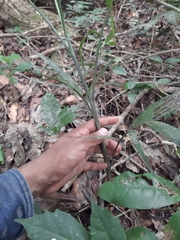 Chamaedorea seifrizii