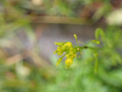 Rorippa palustris