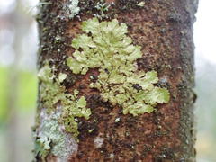 Melanelixia subaurifera