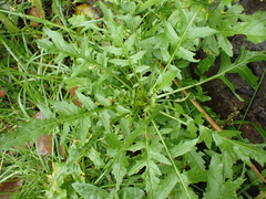 Rorippa palustris