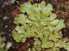 Melanelixia subaurifera