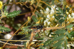 Hoplitimyia mutabilis