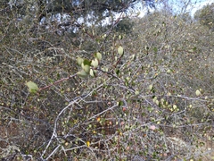 Cercocarpus betuloides