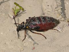 Pseudomeloe flavotibialis