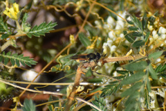 Hoplitimyia mutabilis