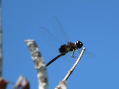 Macrodiplax balteata