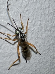 Lymeon orbus