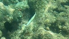 Anampses neoguinaicus