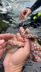 Octopus insularis