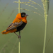Northern Red Bishop - Photo (c) matthewkwan, some rights reserved (CC BY-ND), uploaded by matthewkwan