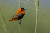 Northern Red Bishop - Photo (c) matthewkwan, some rights reserved (CC BY-ND), uploaded by matthewkwan