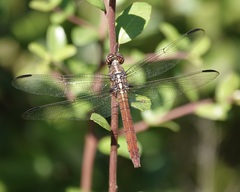 Orthemis ferruginea