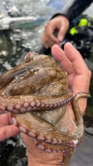 Octopus insularis