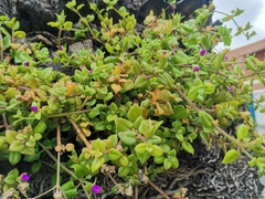 Mesembryanthemum cordifolium