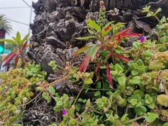 Mesembryanthemum cordifolium