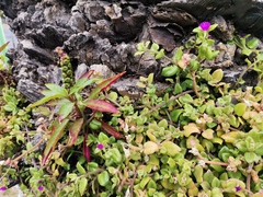 Mesembryanthemum cordifolium