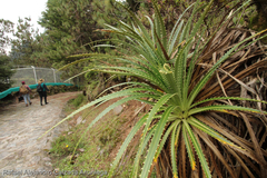 Eryngium proteiflorum