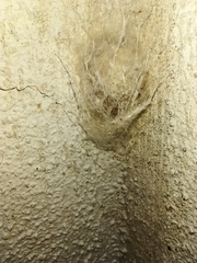 Araneomorphae