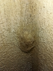 Araneomorphae