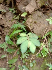Elatostema