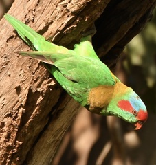 Glossopsitta concinna