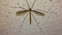 Tipula sayi