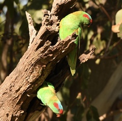 Glossopsitta concinna