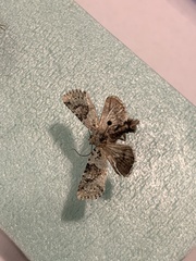 Lacinipolia implicata