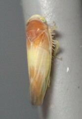 Colladonus setaceus