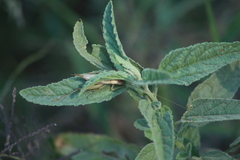Oecanthus