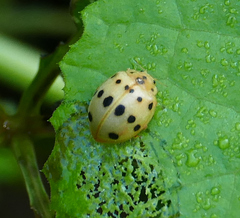 Epilachna tredecimnotata