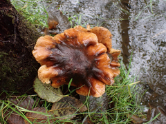 Armillaria nabsnona