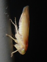 Colladonus setaceus