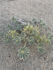 Lupinus shockleyi