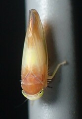 Colladonus setaceus