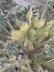 Lupinus shockleyi
