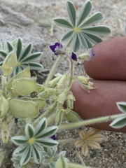 Lupinus shockleyi