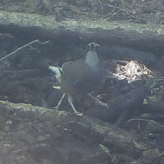 Garrulus glandarius japonicus