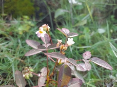 Oxalis barrelieri