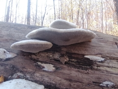 Trametes suaveolens