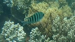 Abudefduf bengalensis