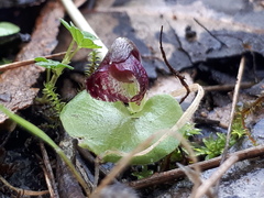 Corybas despectans