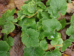 Tellima grandiflora
