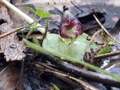 Corybas despectans