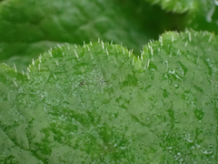 Tellima grandiflora