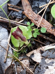 Corybas despectans