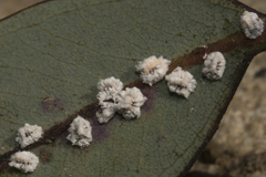 Eriococcus