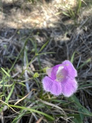 Agalinis edwardsiana