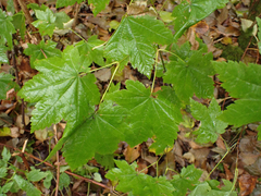 Acer circinatum