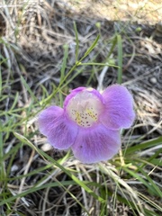Agalinis edwardsiana